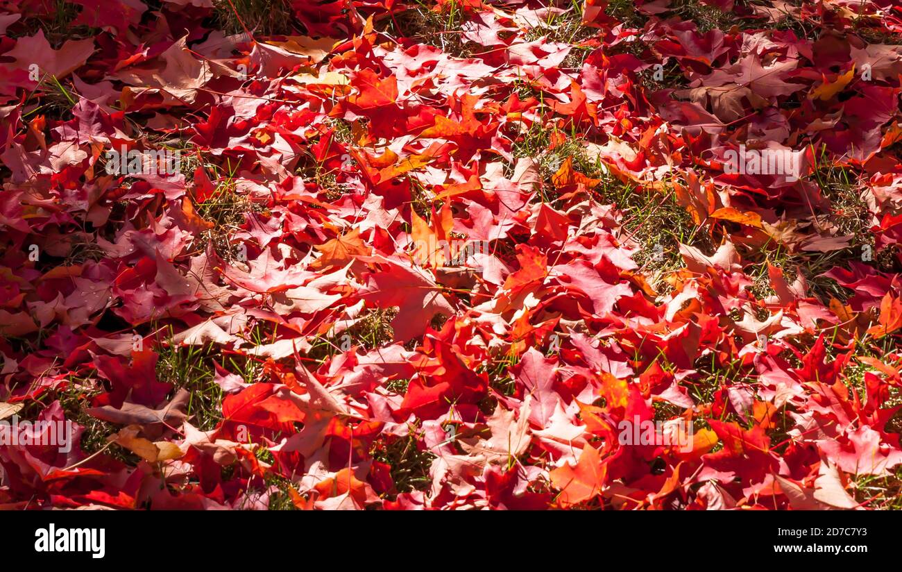 Foglie di quercia rossa a terra sotto il sole nel mezzo di loro in una giornata di sole autunno a Pittsburgh, Pennsylvania, Stati Uniti Foto Stock