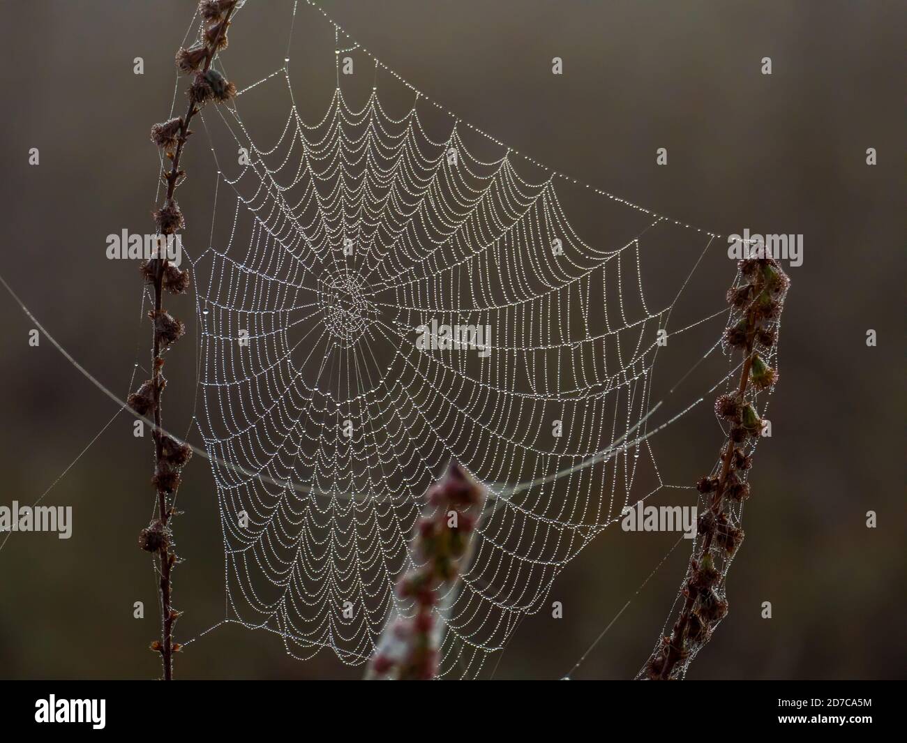 Un nastro di ragno coperto da gocce di rugiada impigliate gambi asciutti di erbacce di campo in un campo di autunno Foto Stock