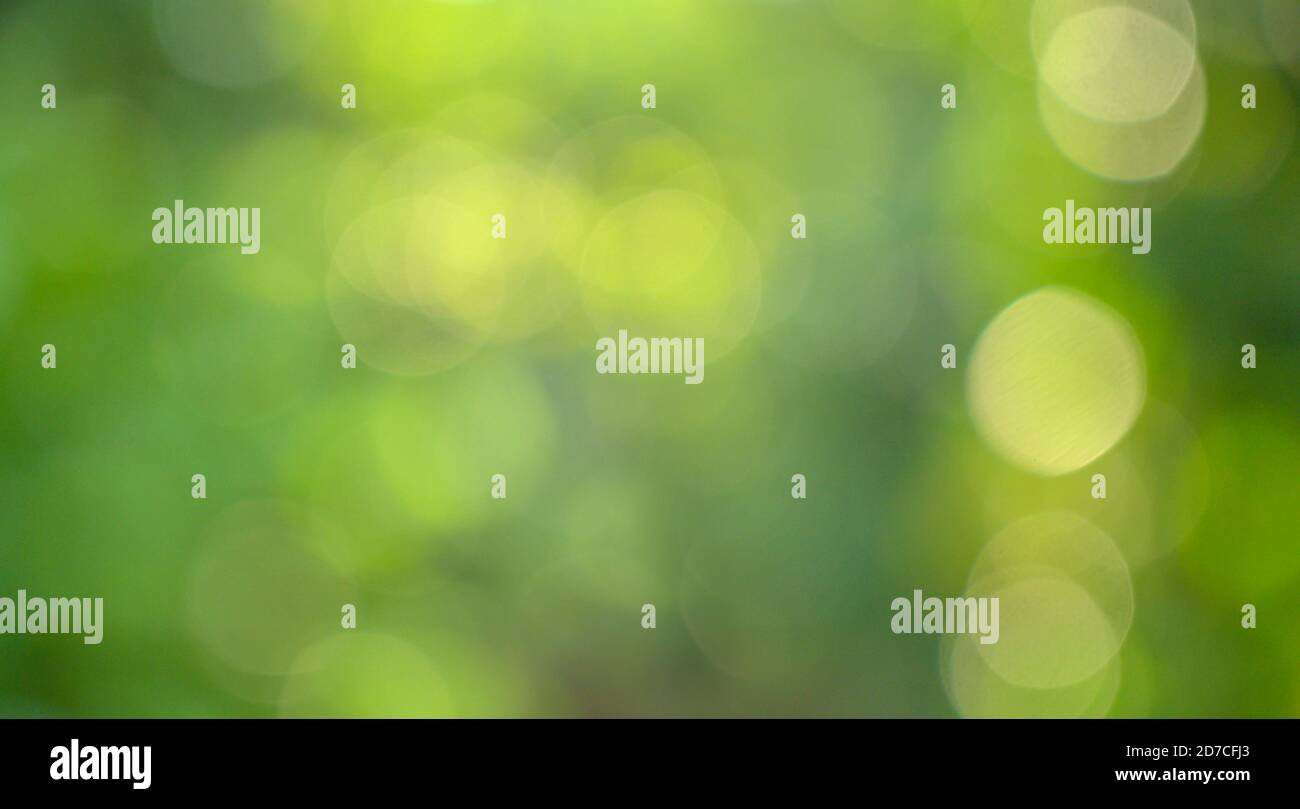Bokeh di sfocatura dello sfondo verde Foto Stock