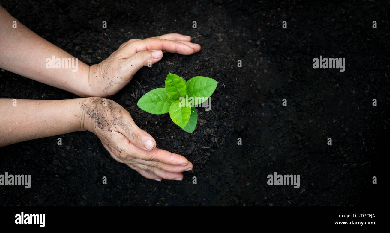 Mano impianti di irrigazione tree mountain sfondo verde femmina lato albero di trattenimento sul campo di natura foresta di erba concetto di conservazione Foto Stock