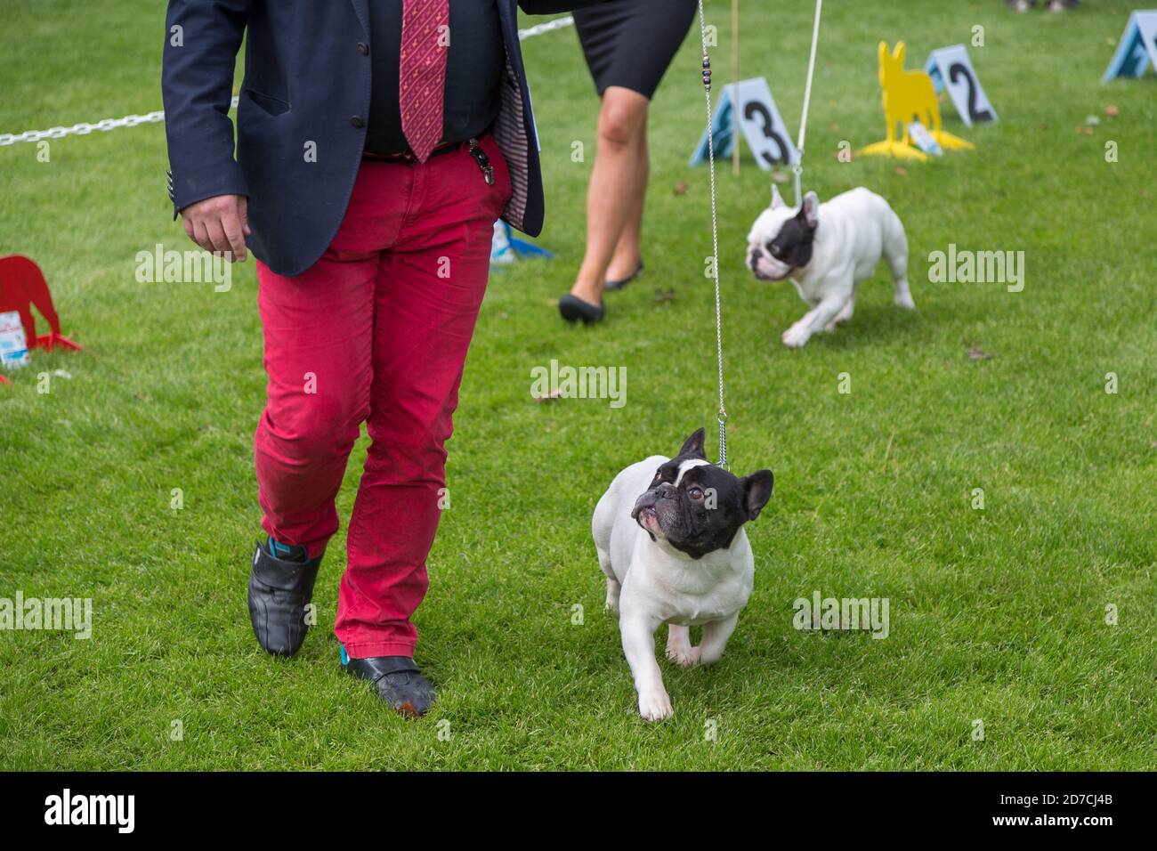 Bulldog francese e il suo gestore in un campionato di razza conformazione cane. Foto Stock