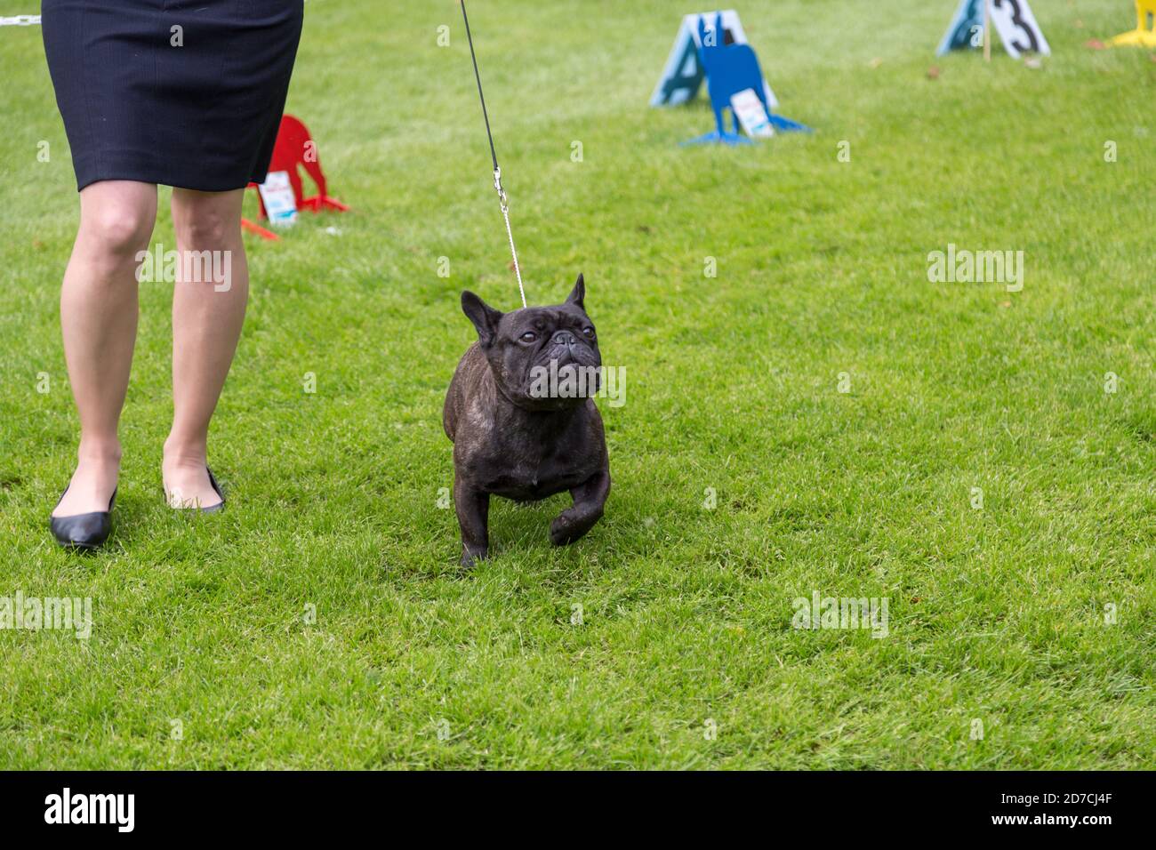 Bulldog francese e il suo gestore in un campionato di razza conformazione cane. Foto Stock