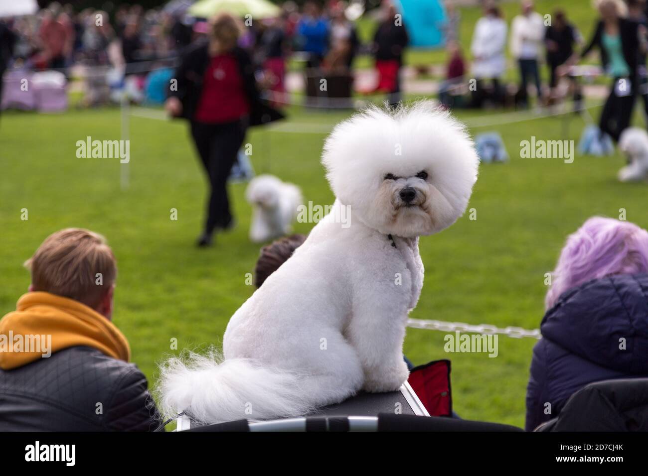 Il cane di Bichon Frise al campionato di razza della conformazione. Foto Stock