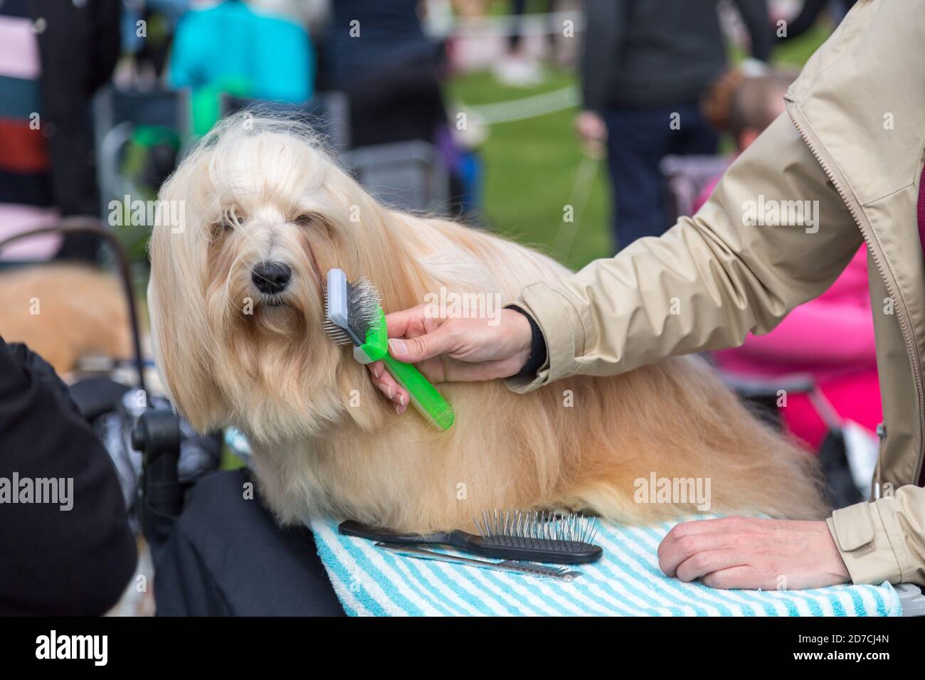 Lhasa Apso cane spazzolando alla mostra di razza conformazione. Foto Stock