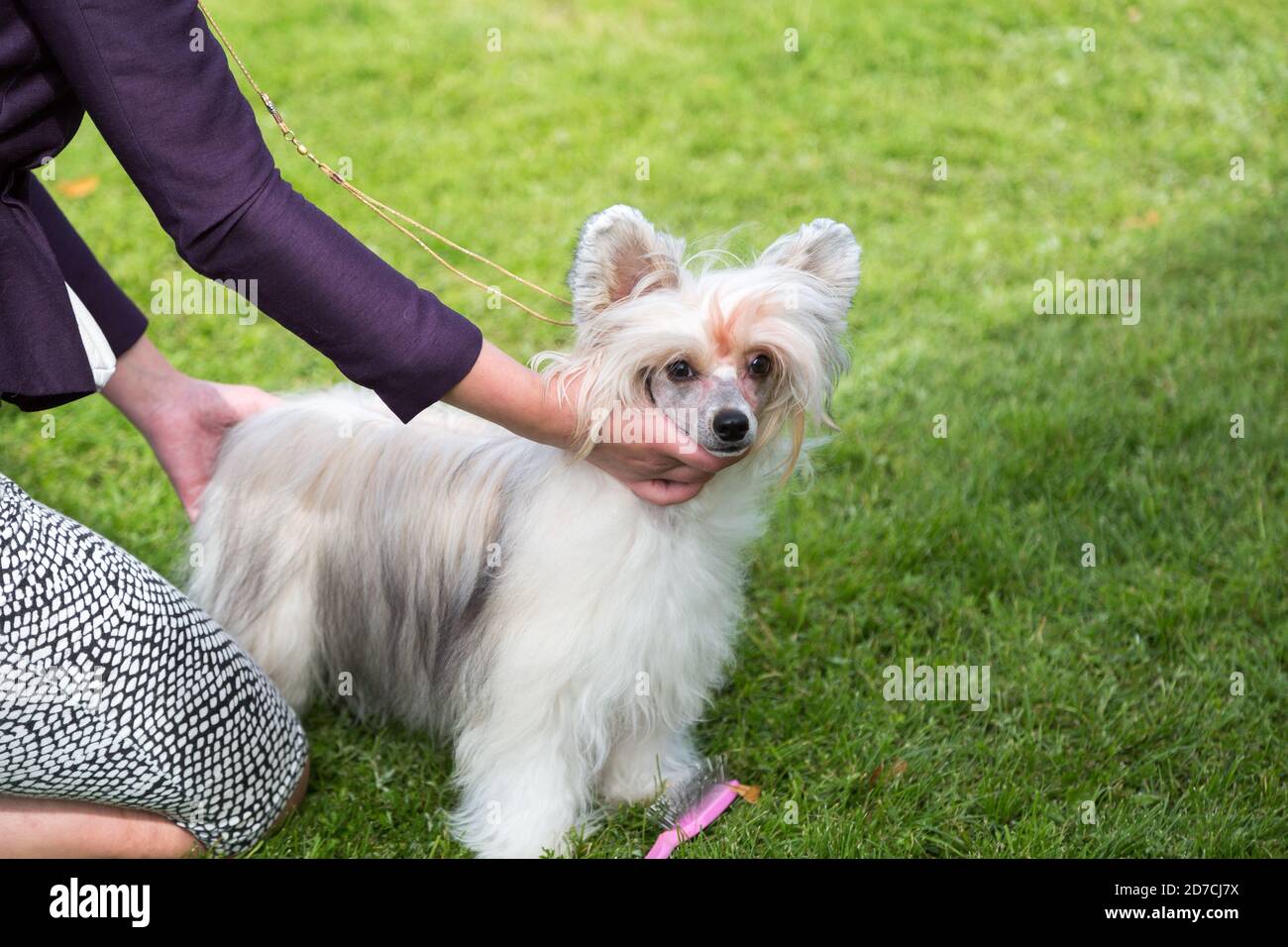 Chinese Crested Dog al campionato di razza Conformation. Foto Stock