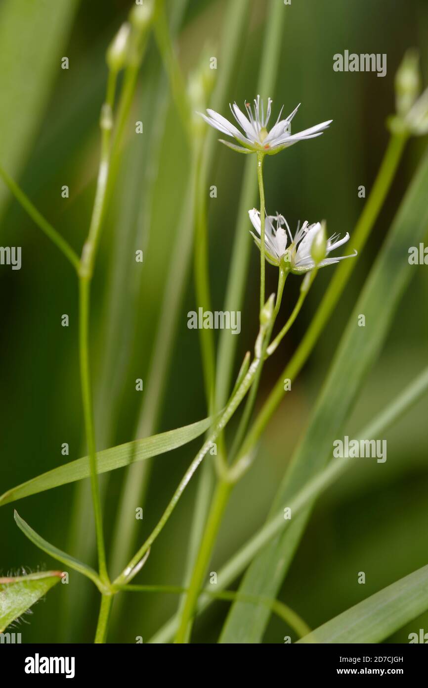Stitchwort minore - Stellaria graminea, fiore bianco selvatico Foto Stock