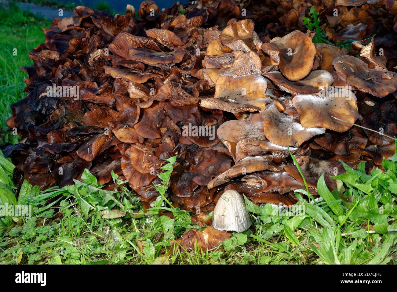 Grande grumo di Miele Fungus maturo - Armillaria mellea su vecchio ceppo di albero Foto Stock