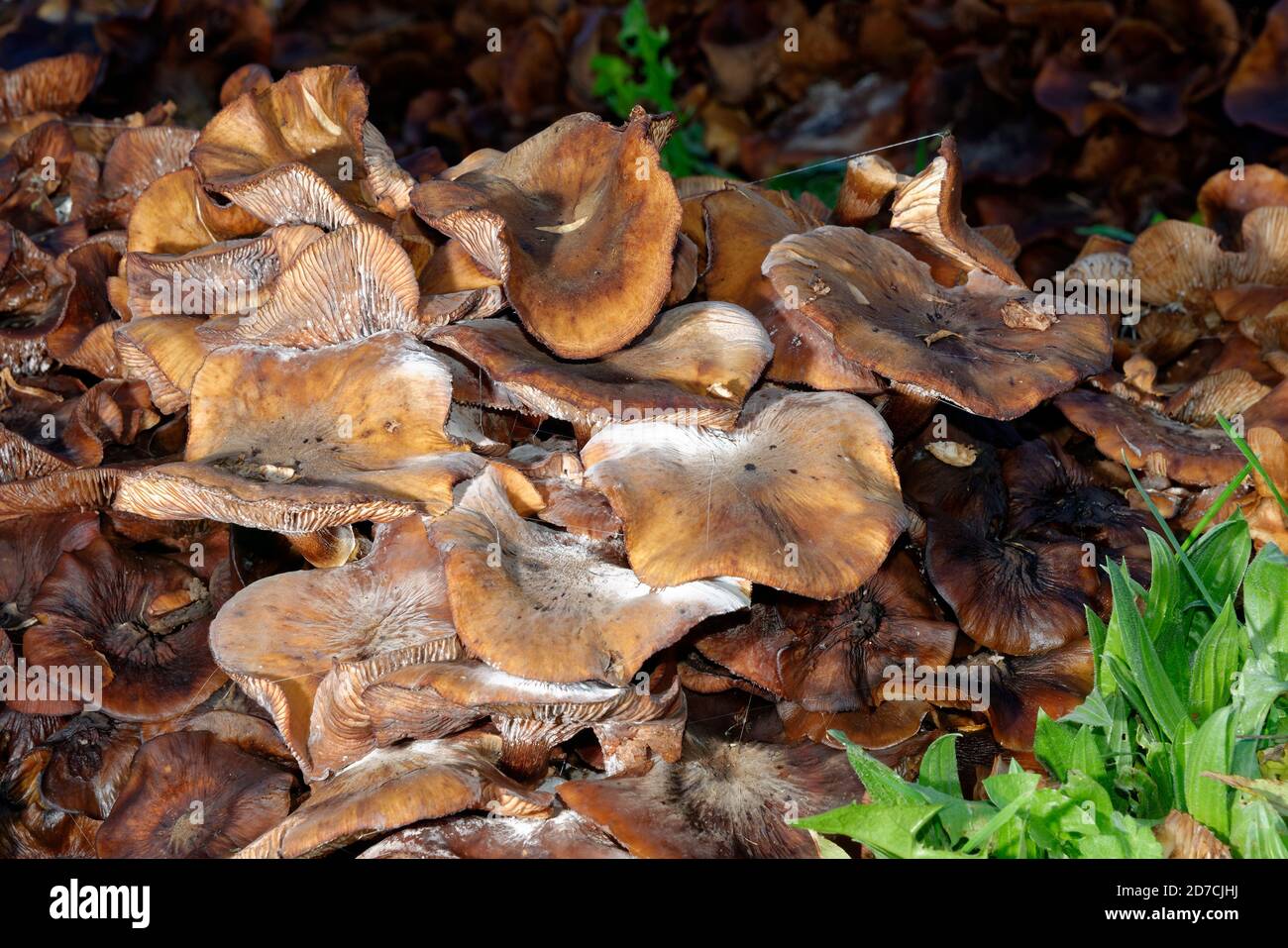 Grande grumo di Miele Fungus maturo - Armillaria mellea su vecchio ceppo di albero Foto Stock