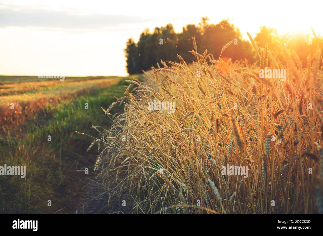 Primo piano di orecchie di grano dorato maturo al tramonto Sunlight.Concept di terra fertile e raccolto ricco. Foto Stock