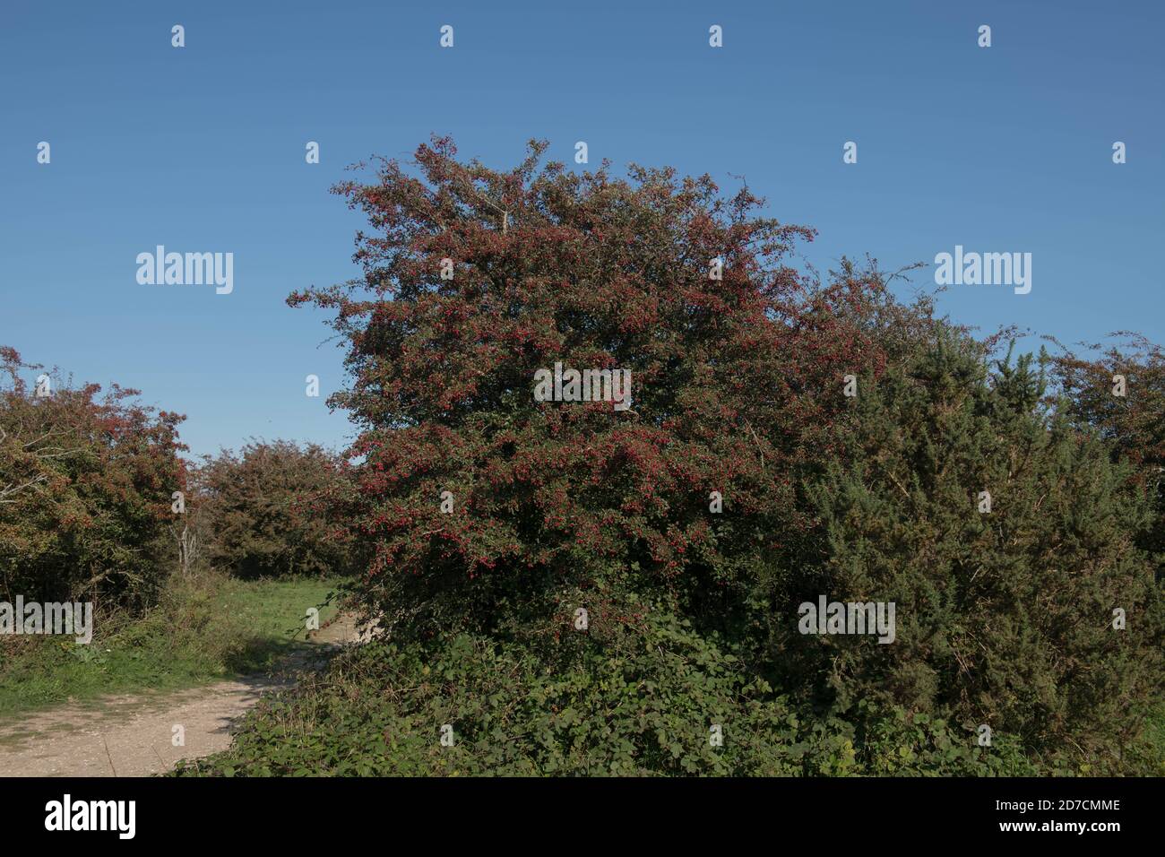 Berries rosse autunnali di un albero comune di biancospino (Crataegus monogyna) che cresce sul gesso Grassland di Dike del Diavolo sulle Downs del Sud nel Sussex occidentale, Foto Stock