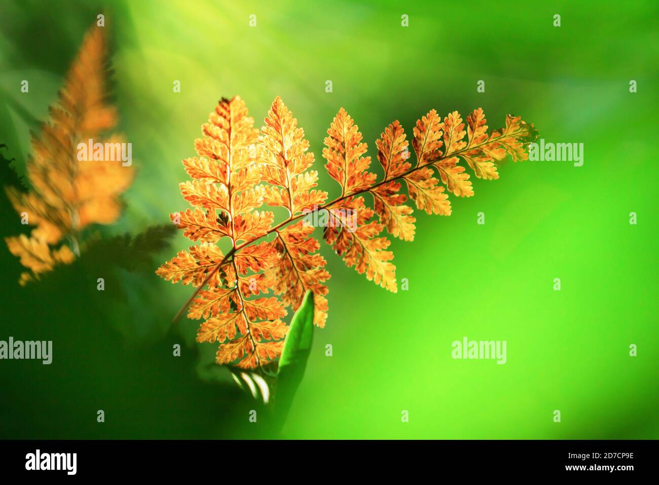 Foglie di felce dorate luminose e belle al mattino illuminano il verde sullo sfondo. Foto Stock