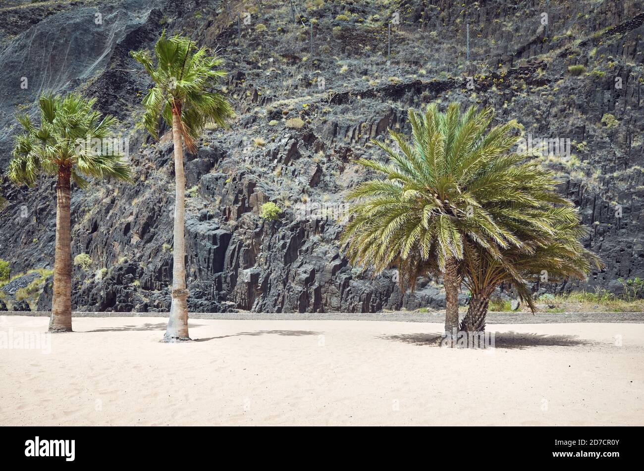 Palme su una spiaggia contro parete rocciosa, Playa De Las Teresitas, Tenerife, Spagna. Foto Stock