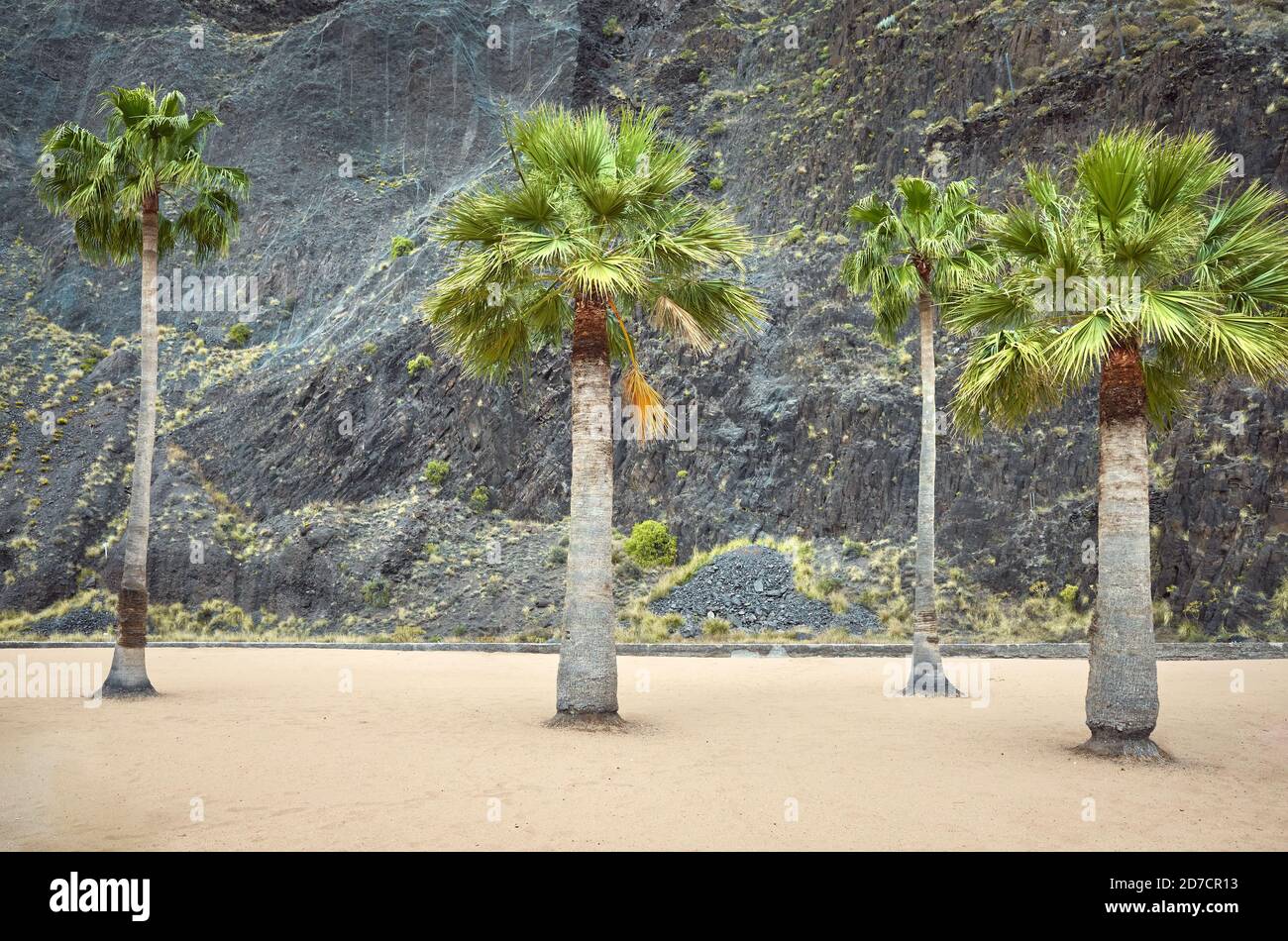 Palme su una spiaggia contro parete rocciosa, Playa De Las Teresitas, Tenerife, Spagna. Foto Stock