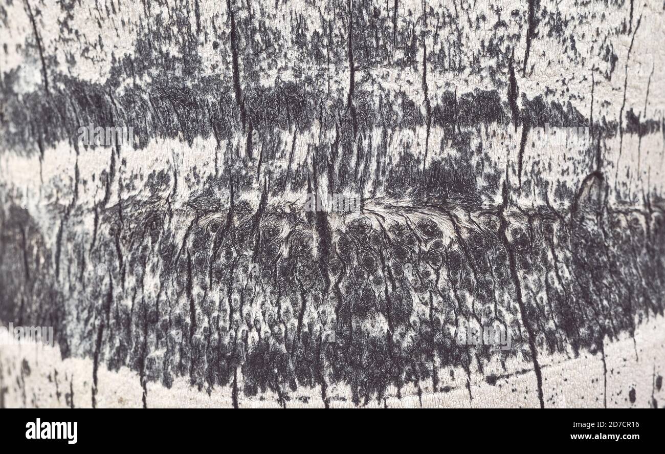 Palmo albero tronco ruvido, natura sfondo astratto o trama, fuoco selettivo. Foto Stock