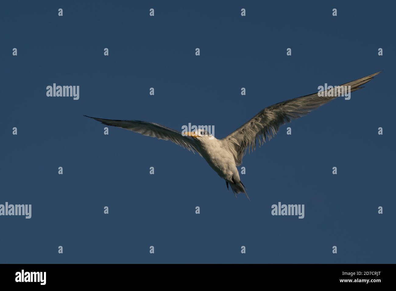 Swift Tern che sorvola la costa nord-orientale del Qatar Foto Stock