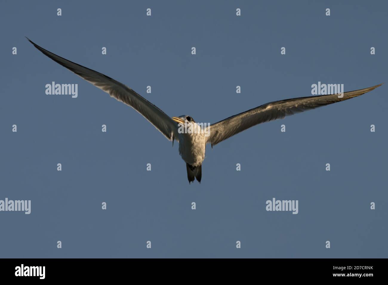 Swift Tern che sorvola la costa nord-orientale del Qatar Foto Stock