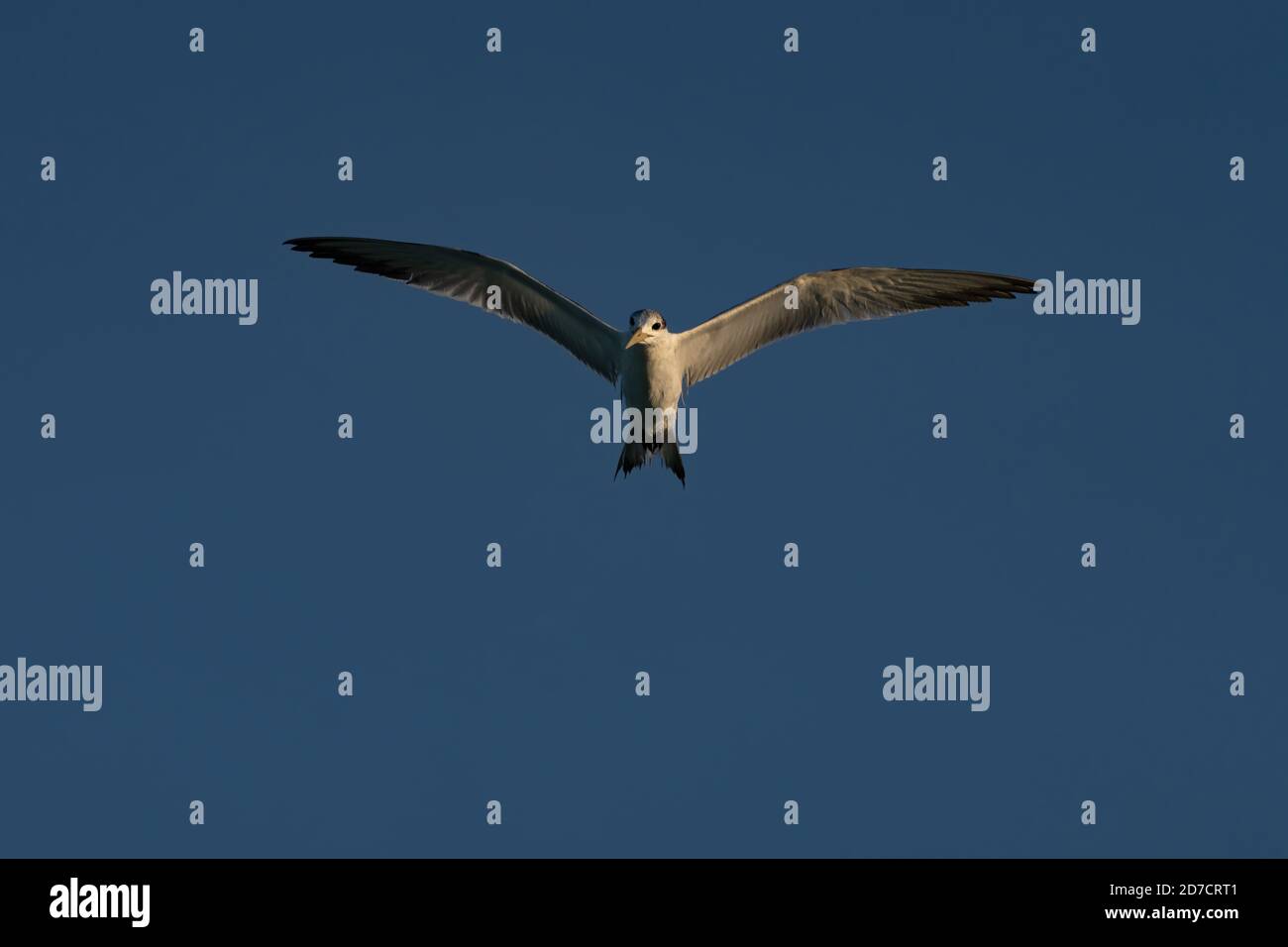 Swift Tern che sorvola la costa nord-orientale del Qatar Foto Stock