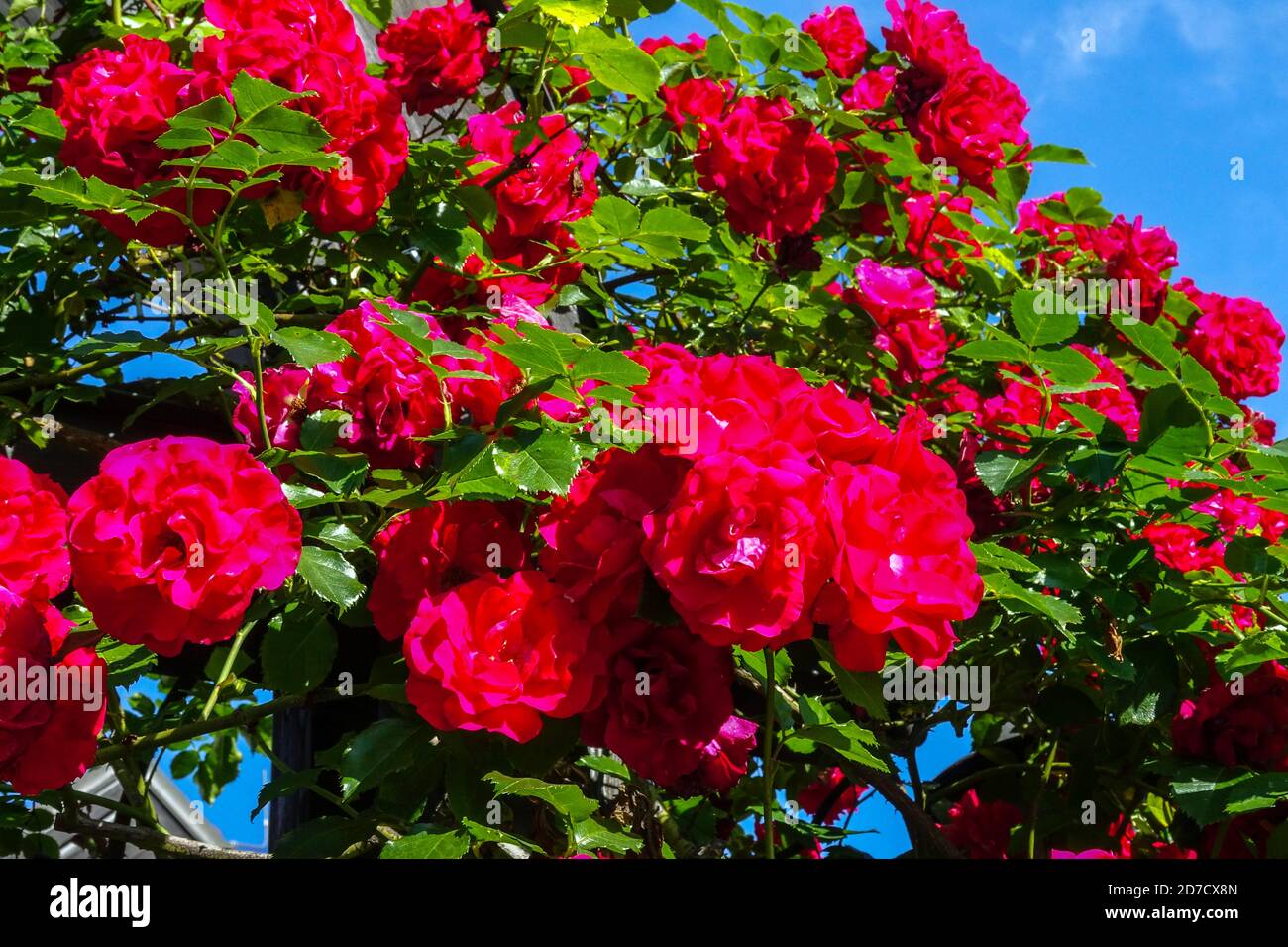 Rose rosse arbusto giardino Ramble rose fiori Foto Stock