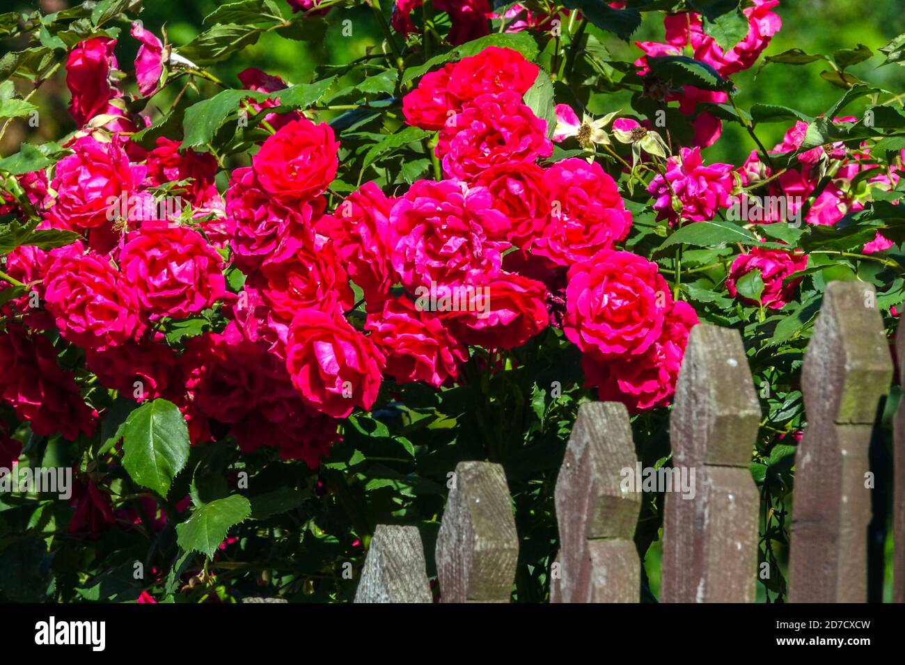 Red Rose fiori recinzione giardino Foto Stock
