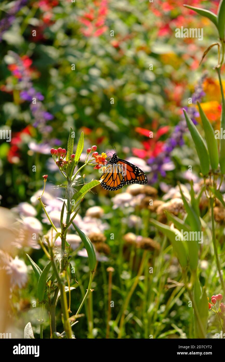 Farfalla su un fiore Foto Stock