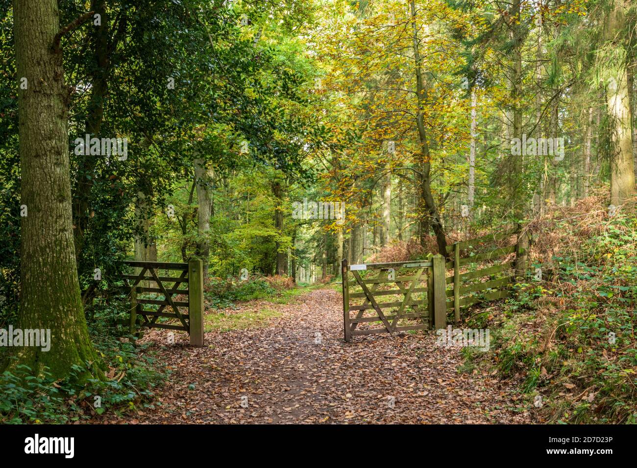 Bosco autunnale scena Foto Stock
