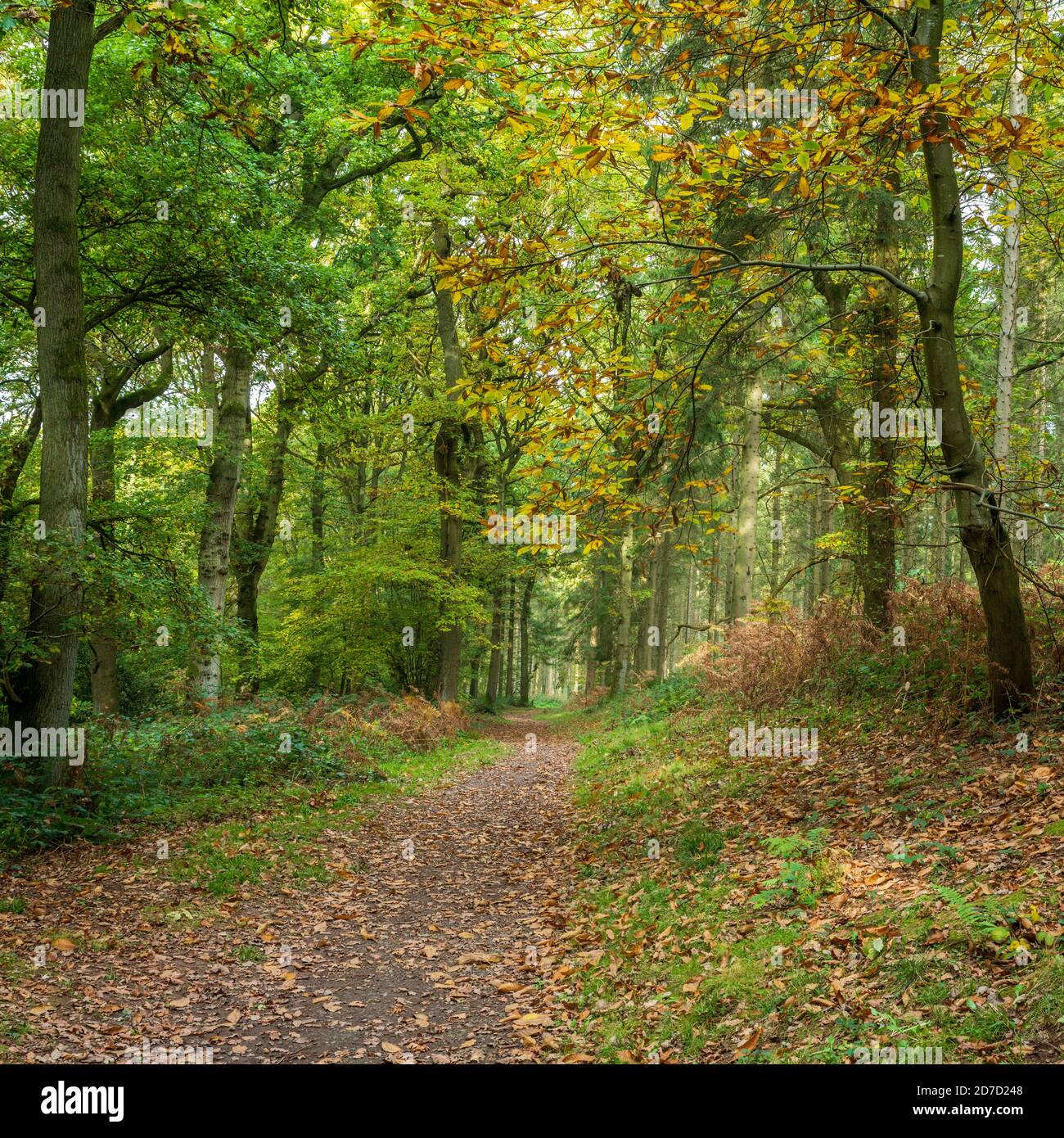 Bosco autunnale scena Foto Stock