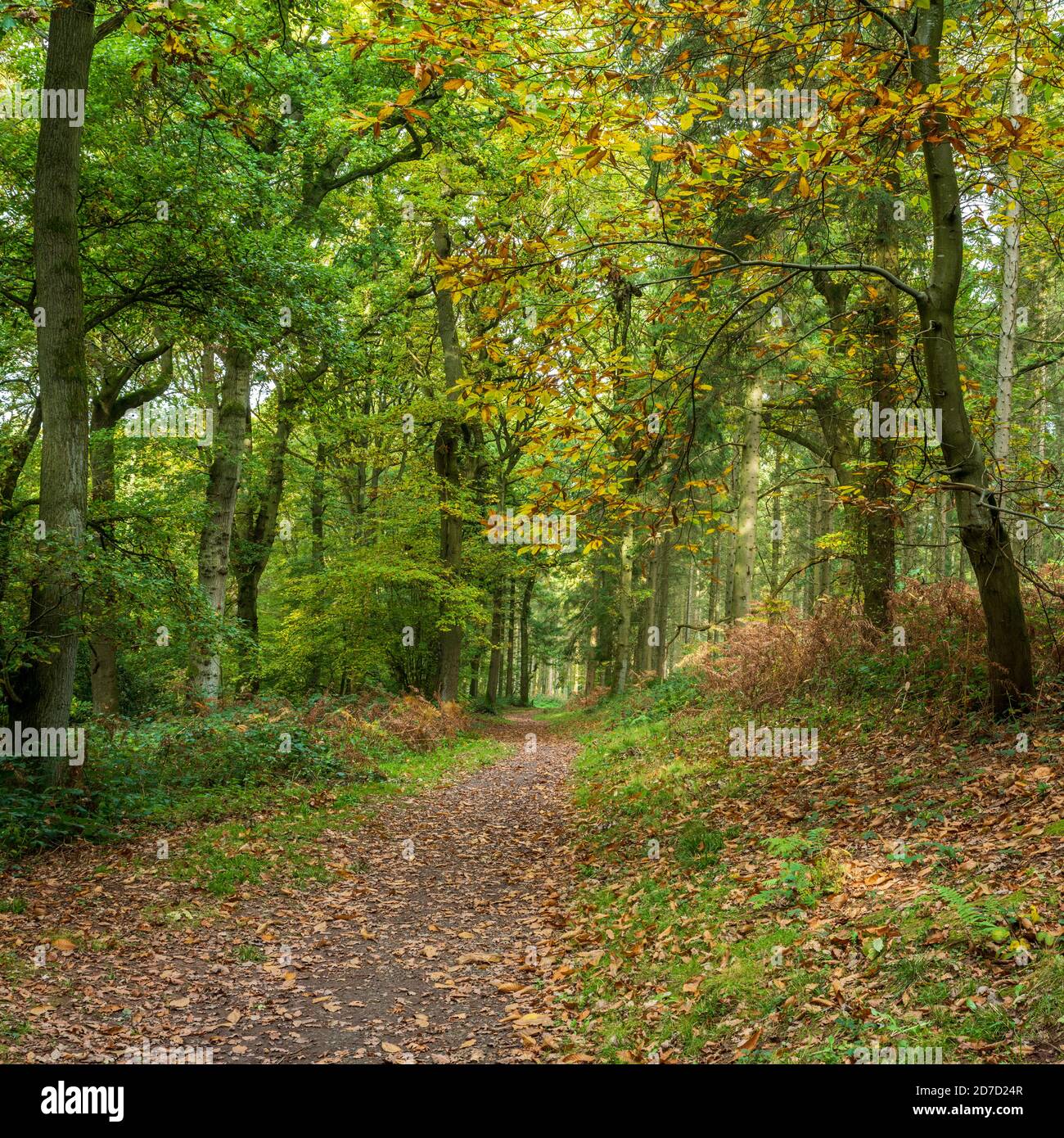 Bosco autunnale scena Foto Stock