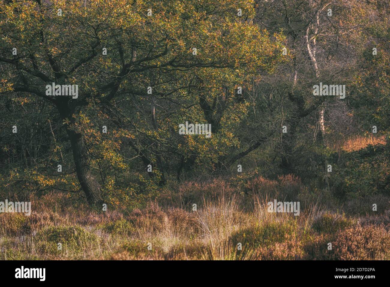 Legno di Swinholes. Vibrante moody autunnale, eterei boschi del Regno Unito e fogliame con una profondità di campo poco profonda. Foto Stock