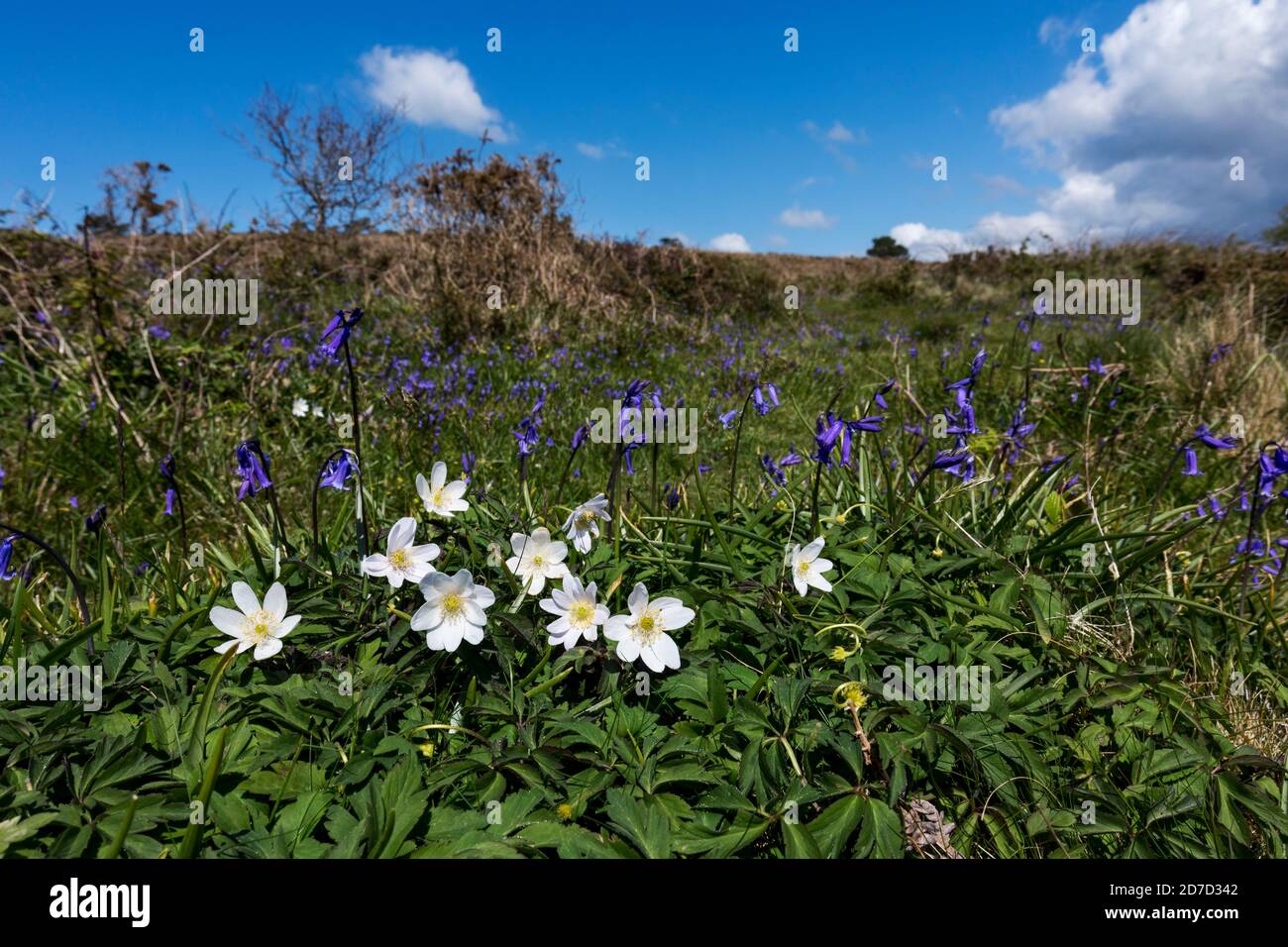 Wood Anemone; Anemone nemorosa; con Bluebells; Cornovaglia; UK Foto Stock