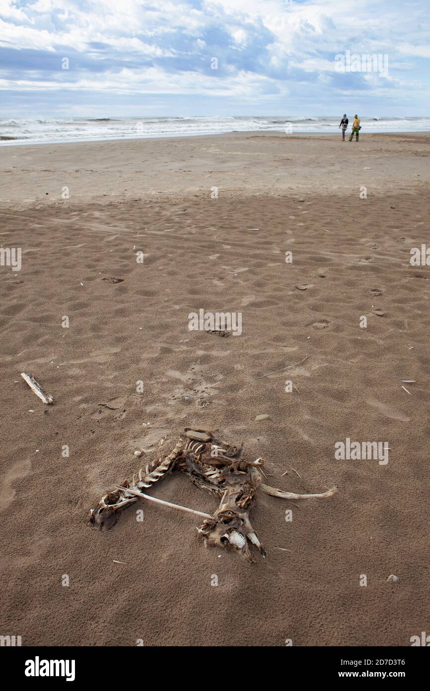 Scheletro di una capra morta alla spiaggia di Trabucador, Delta de l´Ebre, Tarragona, Costa Daurada, Catalogna, Spagna. Foto Stock