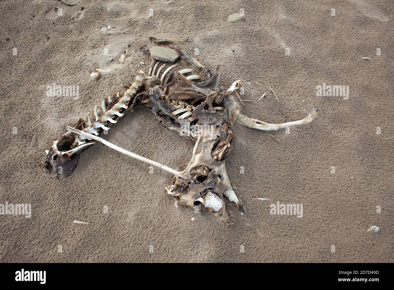 Scheletro di una capra morta alla spiaggia di Trabucador, Delta de l´Ebre, Tarragona, Costa Daurada, Catalogna, Spagna. Foto Stock