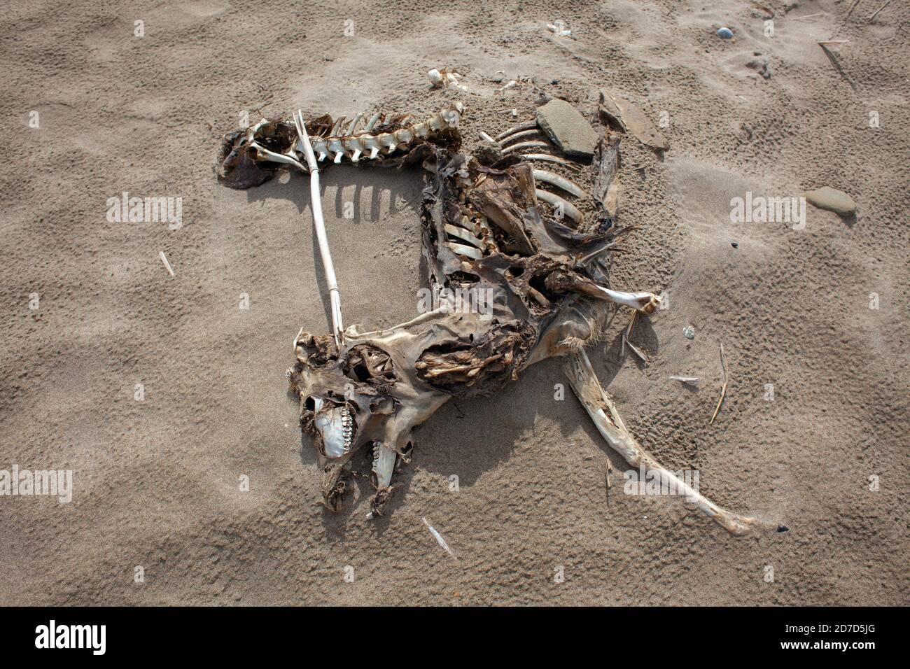 Scheletro di una capra morta alla spiaggia di Trabucador, Delta de l´Ebre, Tarragona, Costa Daurada, Catalogna, Spagna. Foto Stock