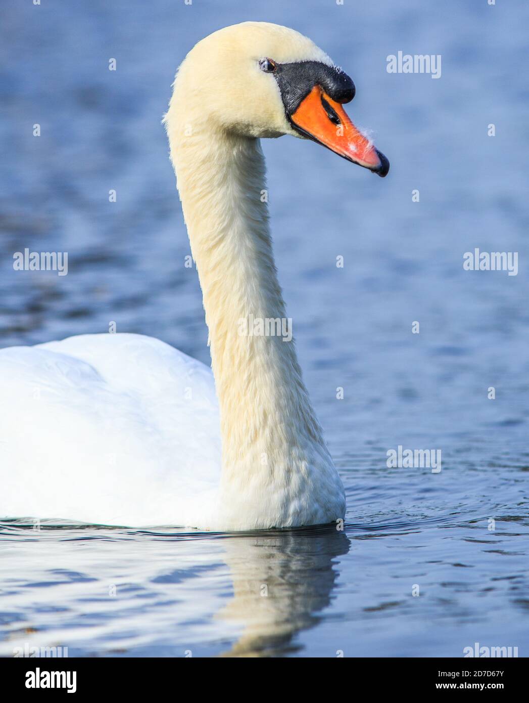 Vista ritratto di un bel White Mute Swan Head e. Collo con bella acqua blu che lo circonda Foto Stock