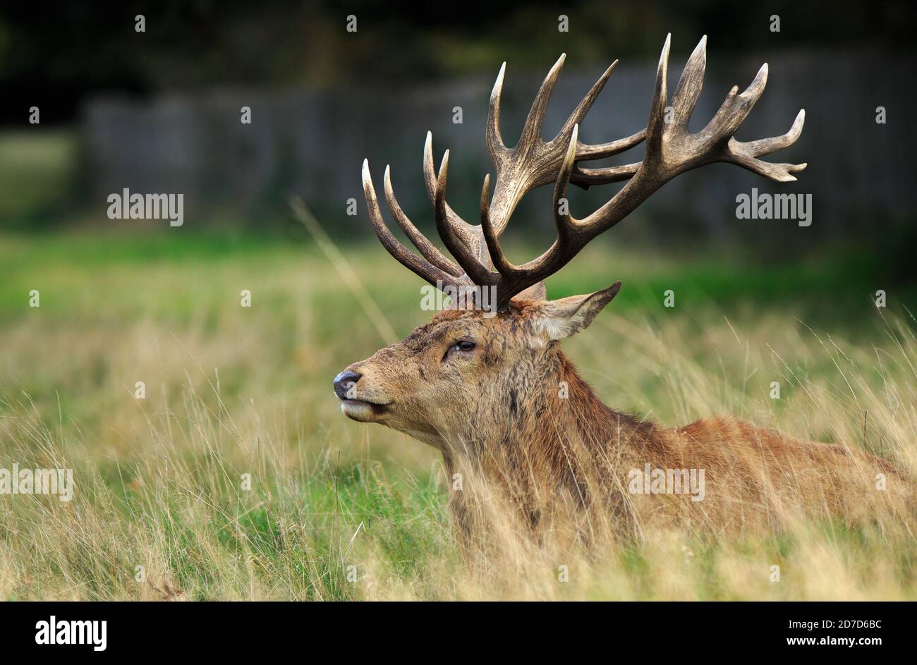 Bella Red Stag riposante in erba lunga con Antlers magnifico Foto Stock