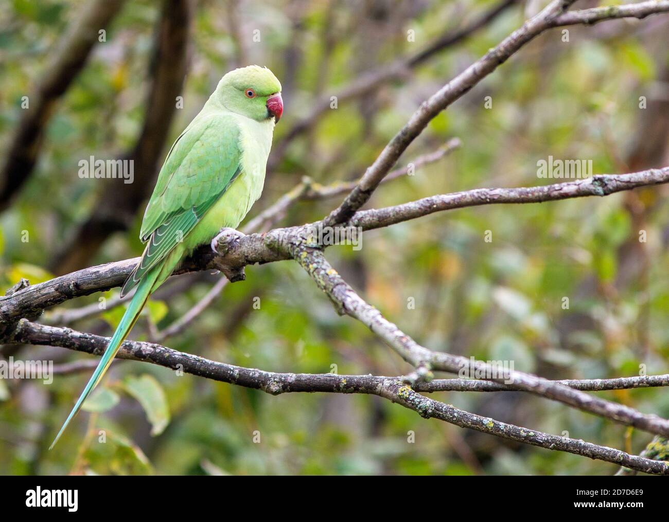 Anello verde parakeet necked arroccato su un ramo di albero con uno sfondo naturale fuori fuoco Foto Stock