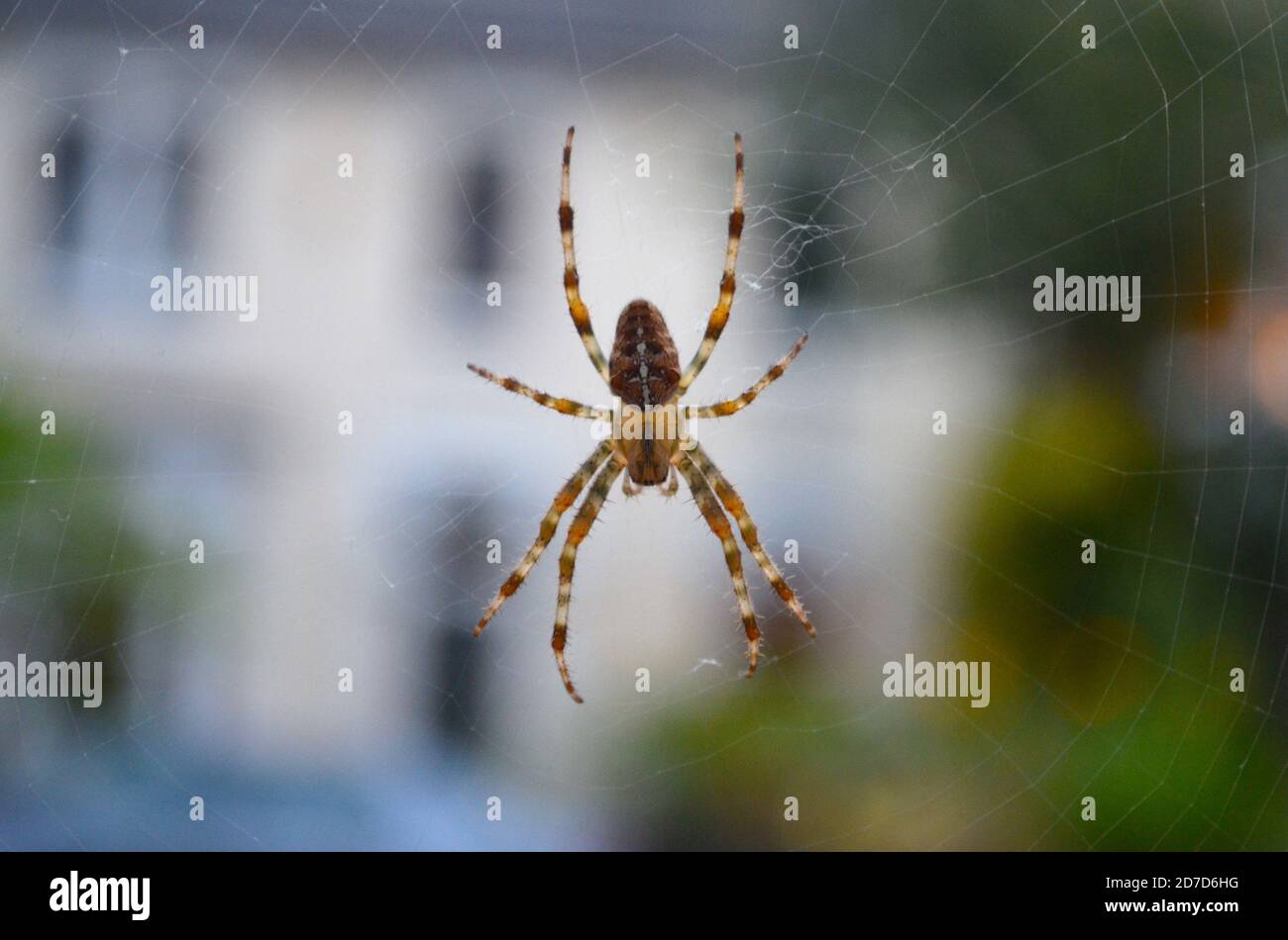 Garden Orb Spider (Araneus diadematus) si è seduto nel suo web, Londra, Inghilterra, settembre Foto Stock