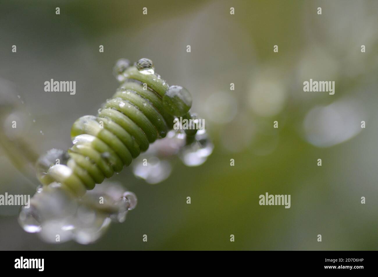 Primo piano di goccioline d'acqua sulle piante Foto Stock