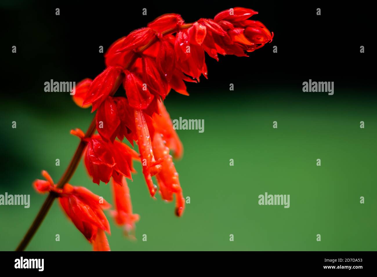 Fiori rossi nel giardino. Bella Lobelia cardinalis rossa in giardino, Lobelia fiori ( L. Cardinalis ) in fiore Foto Stock