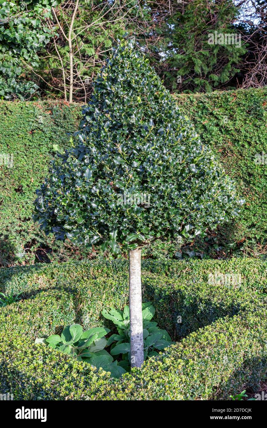 Bosso topiario privato arbusto potato in un albero di forma conica che è un cespuglio sempreverde usato in un ornamentale formale giardino o parco pubblico stock foto im Foto Stock