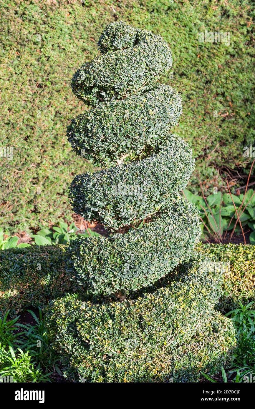 Bosso topiario privato arbusto potato in un albero a spirale forma di forma che è un cespuglio sempreverde usato in un ornamentale formale giardino o parco pubblico stock foto Foto Stock
