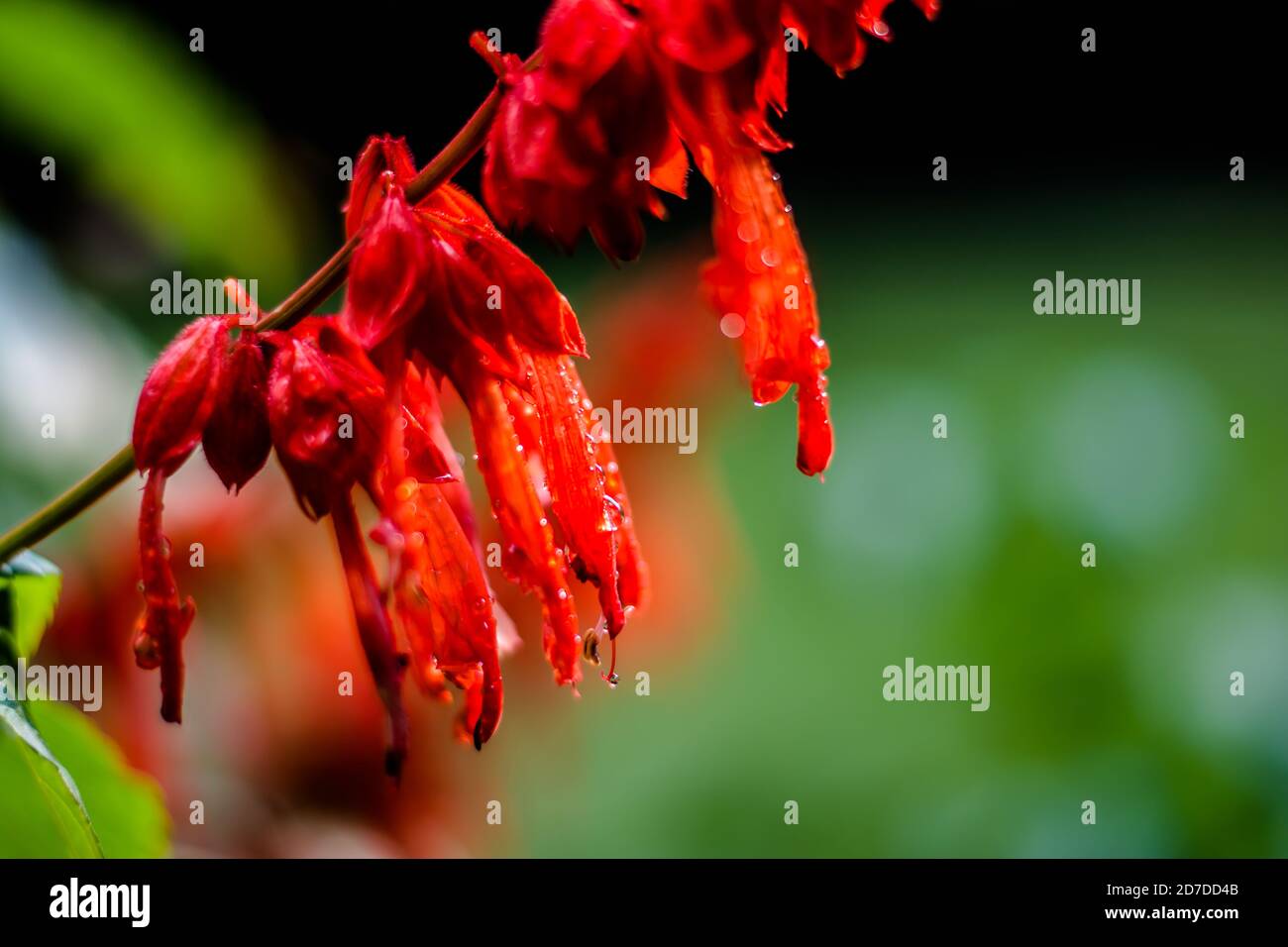 Fiori rossi nel giardino. Bella Lobelia cardinalis rossa in giardino, Lobelia fiori ( L. Cardinalis ) in fiore Foto Stock