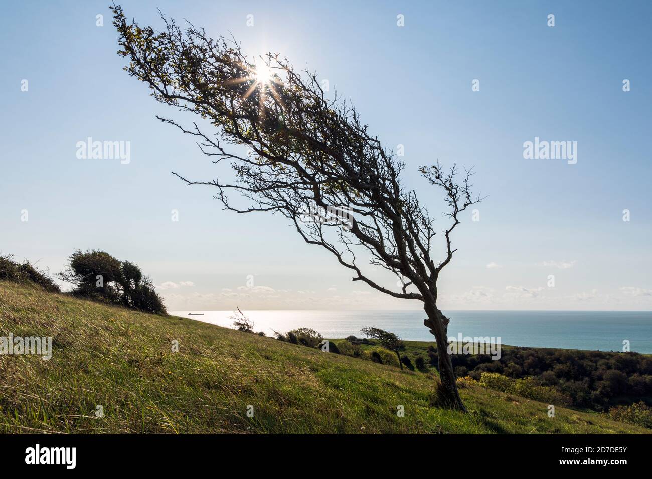 Un albero di biancospino soffiato a vento su Bembridge giù, Isola di Wight Foto Stock