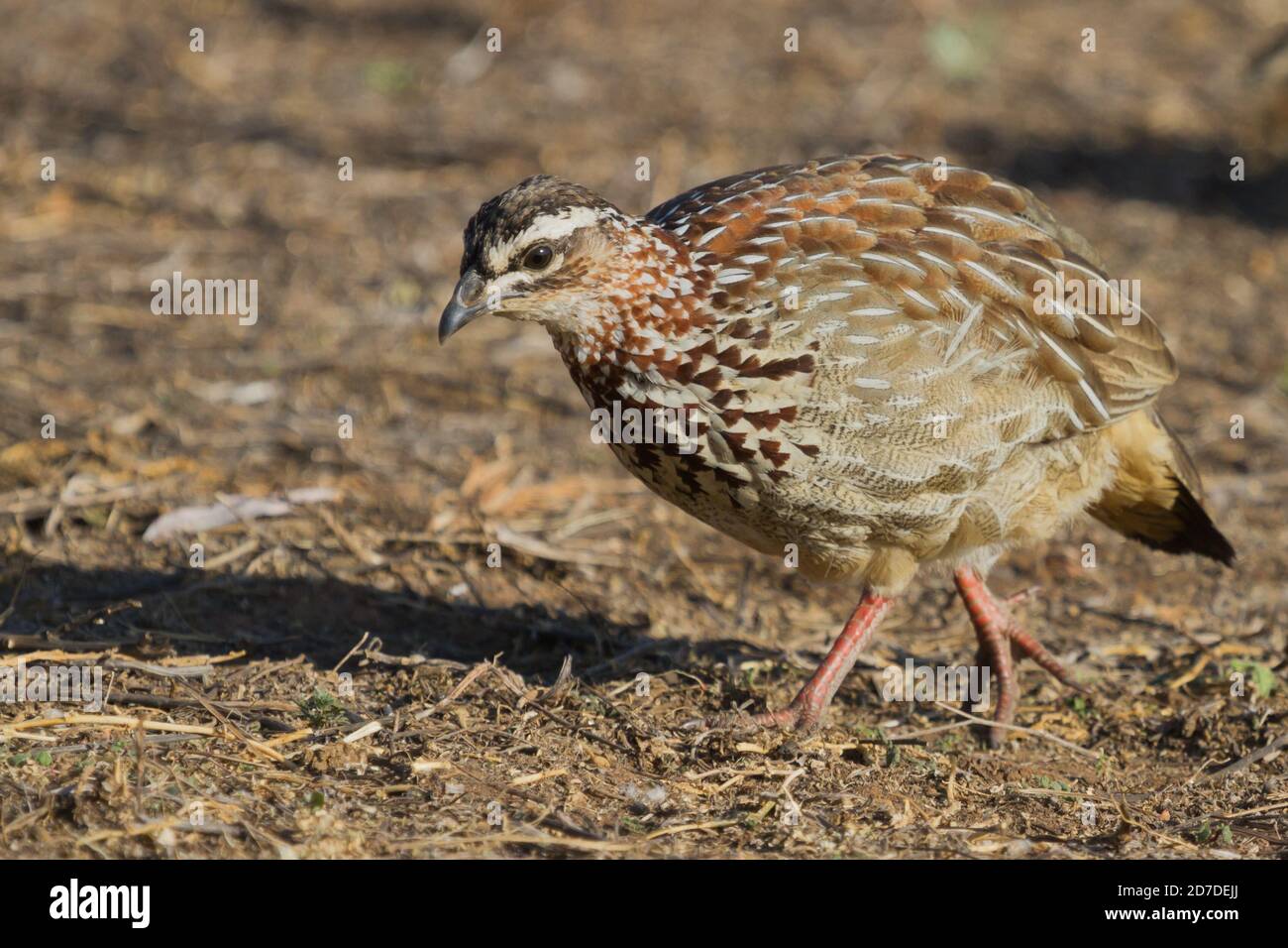 Francolin crestato (Dendroperdix sefena) Primo piano profilo foraging sul terreno in Sud Africa con sfondo bokeh Foto Stock