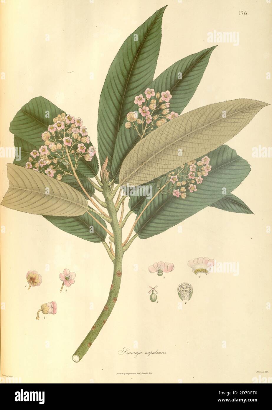 Sauraiya napalensis di Plantae Asiaticae rariores, o, descrizioni e cifre di un numero selezionato di piante non pubblicate dell'India dell'Est Volume II di N. Wallich. Nathaniel Wolff Wallich FRS FRSE (28 gennaio 1786 – 28 aprile 1854) è stato un chirurgo e botanico di origine danese che ha lavorato in India, inizialmente nell'insediamento danese vicino a Calcutta e successivamente per la Danish East India Company e la British East India Company. Fu coinvolto nello sviluppo iniziale del Giardino Botanico di Calcutta, descrivendo molte nuove specie vegetali e sviluppando una grande collezione di erbario che fu distribuita a c. Foto Stock