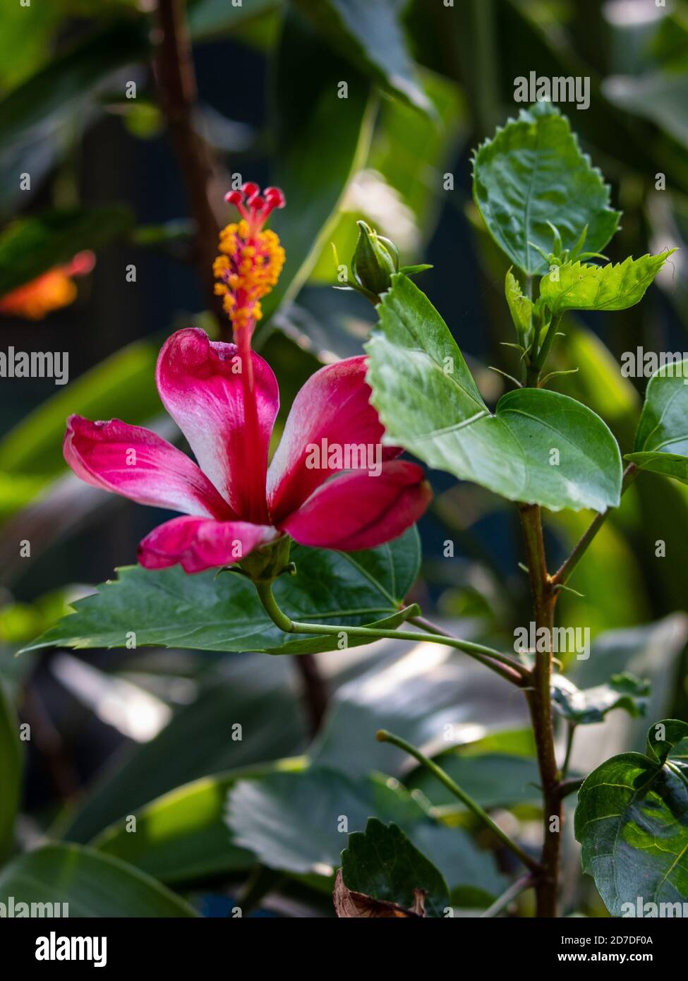 Un closeup di Hibiscus rosso hawaiano fiore e foglie con sfondo verde sfocato Foto Stock