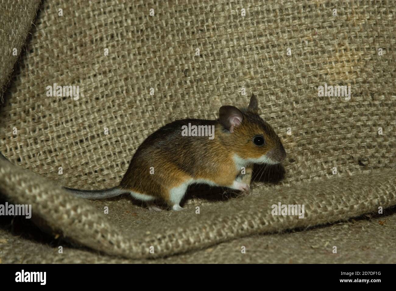 Mouse di legno selvatico (Apodemus sylvaticus) in piedi su un sacco. Capanna in giardino vicino Tenterden Kent. 11.08.07. Foto Stock