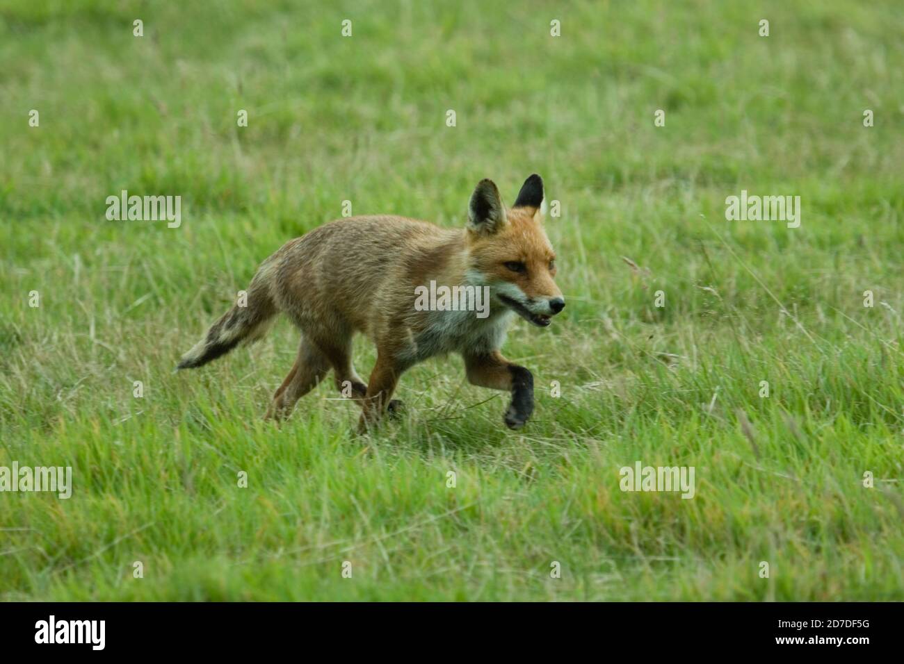 Wild Fox (Vulpes vulpes) che corre attraverso il campo. Terreno agricolo vicino Cranbrooke Kent. 18.08.2007. Foto Stock
