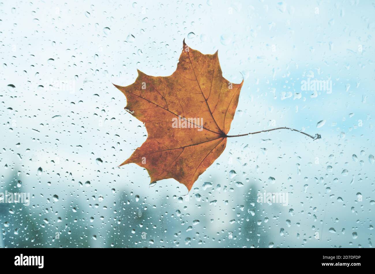 Foglia di acero arancione sulla finestra con gocce d'acqua in pioggia mattina d'autunno Foto Stock