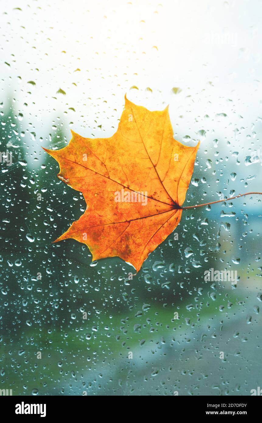 Foglia di acero arancione sulla finestra con gocce d'acqua in pioggia mattina d'autunno Foto Stock