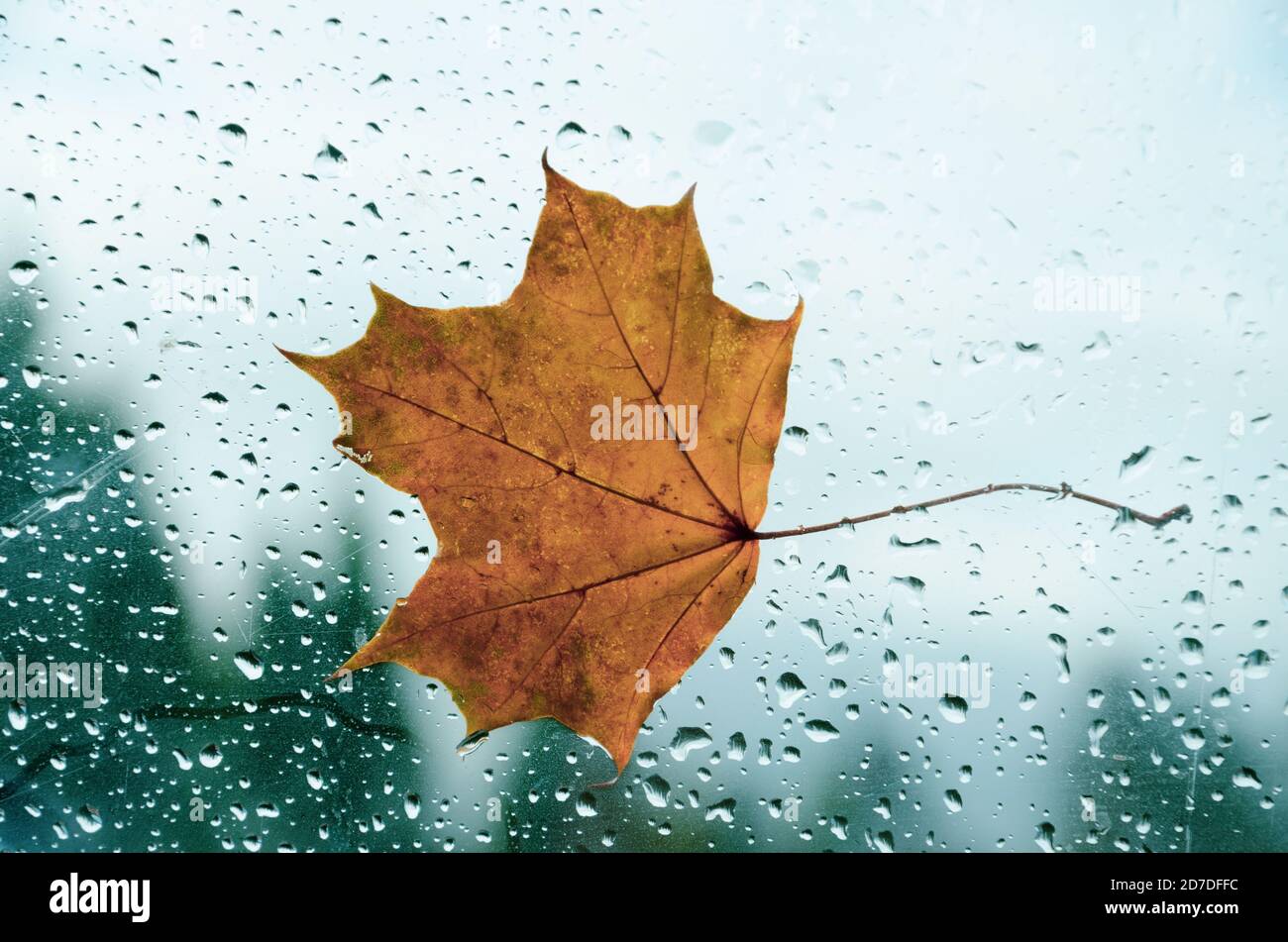 Foglia di acero arancione sulla finestra con gocce d'acqua in pioggia mattina d'autunno Foto Stock